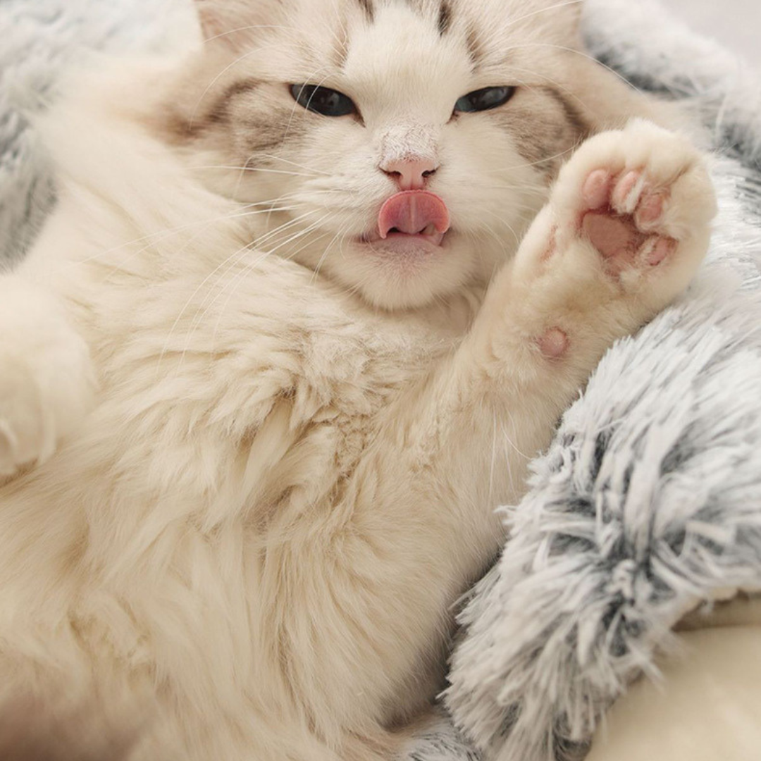 Soft Fur Shell Plush Cat Bed